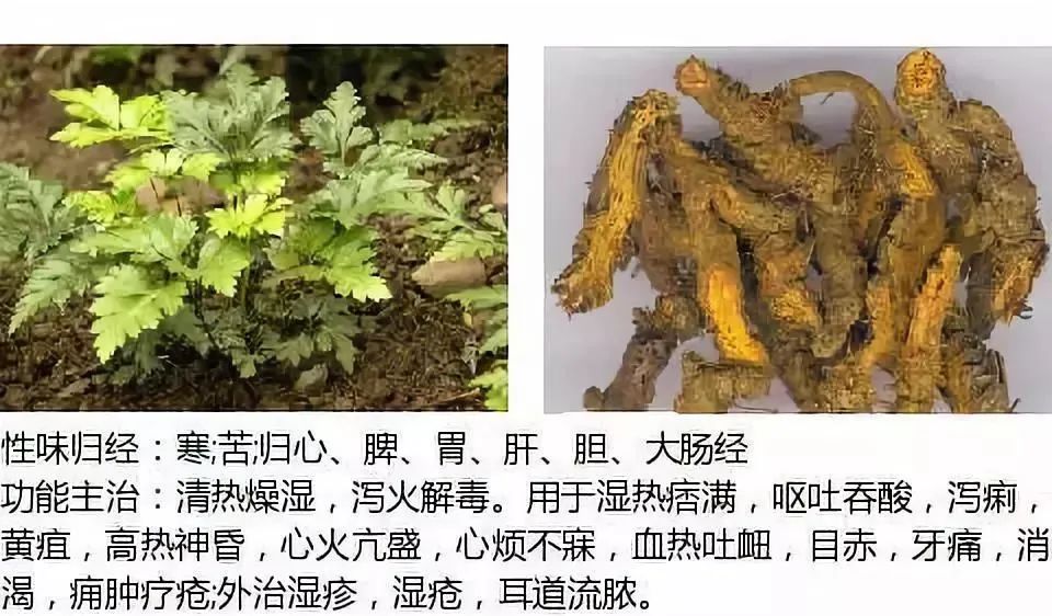 500多种中草药图（附主治功效）