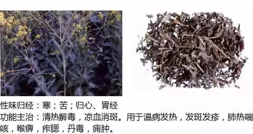 500多种中草药图（附主治功效）