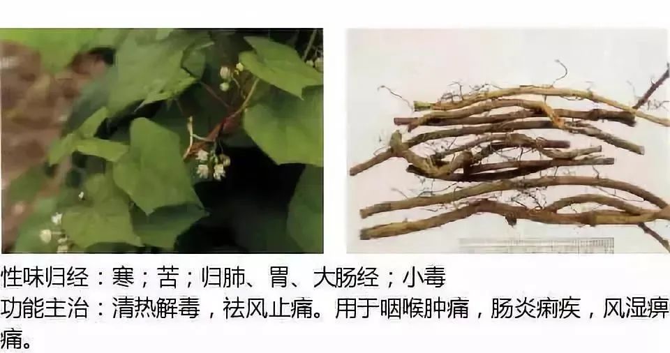 500多种中草药图（附主治功效）