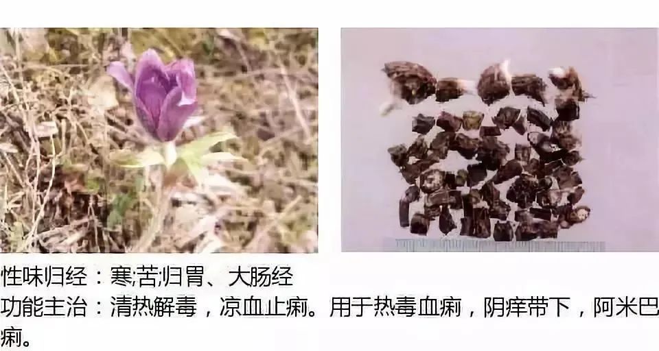 500多种中草药图（附主治功效）