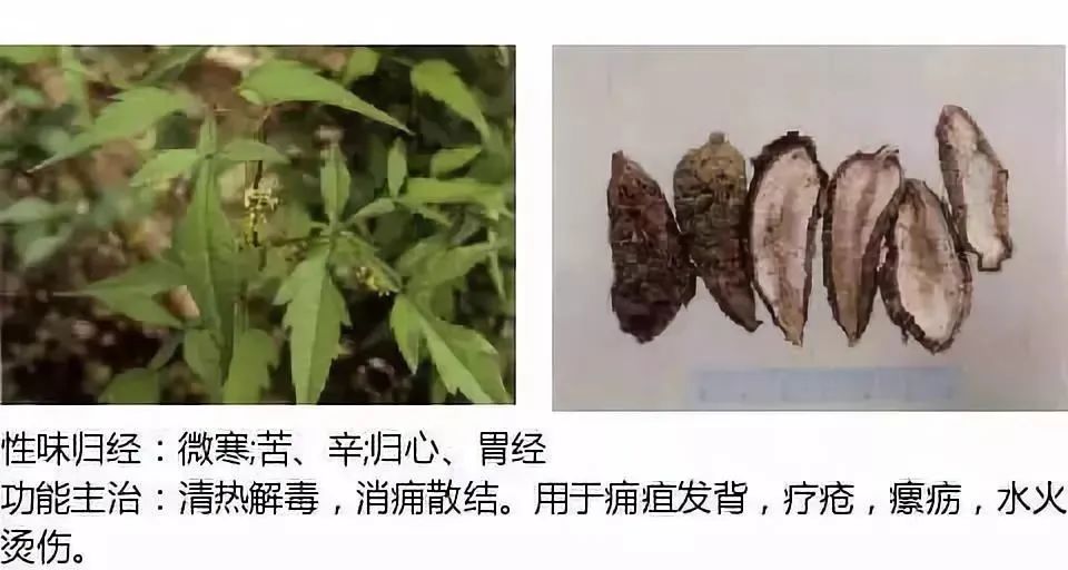 500多种中草药图（附主治功效）