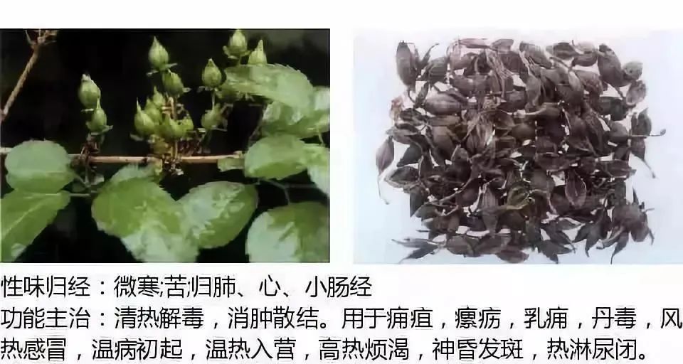 500多种中草药图（附主治功效）