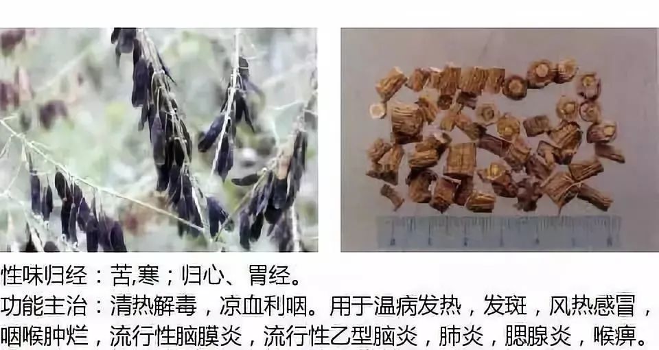 500多种中草药图（附主治功效）