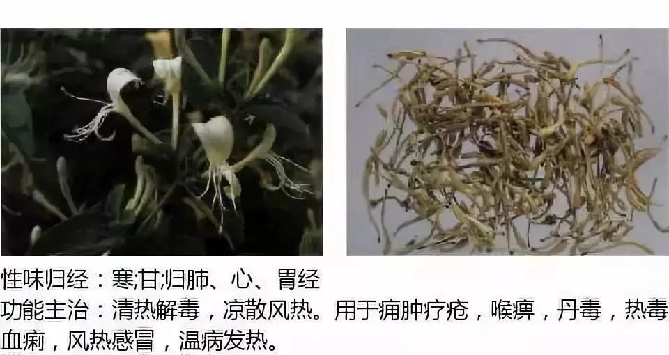 500多种中草药图（附主治功效）