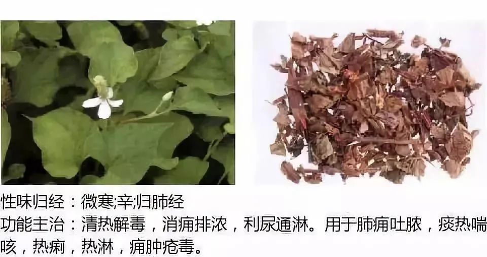 500多种中草药图（附主治功效）