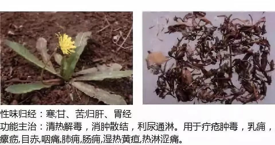 500多种中草药图（附主治功效）