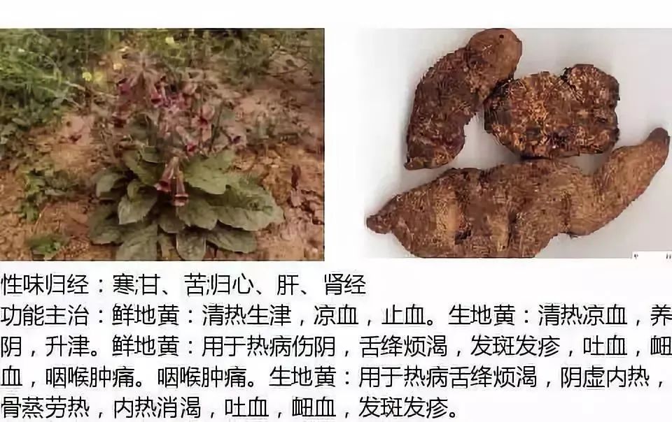 500多种中草药图（附主治功效）