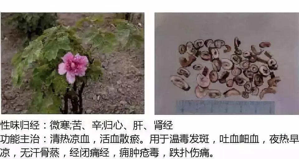 500多种中草药图（附主治功效）
