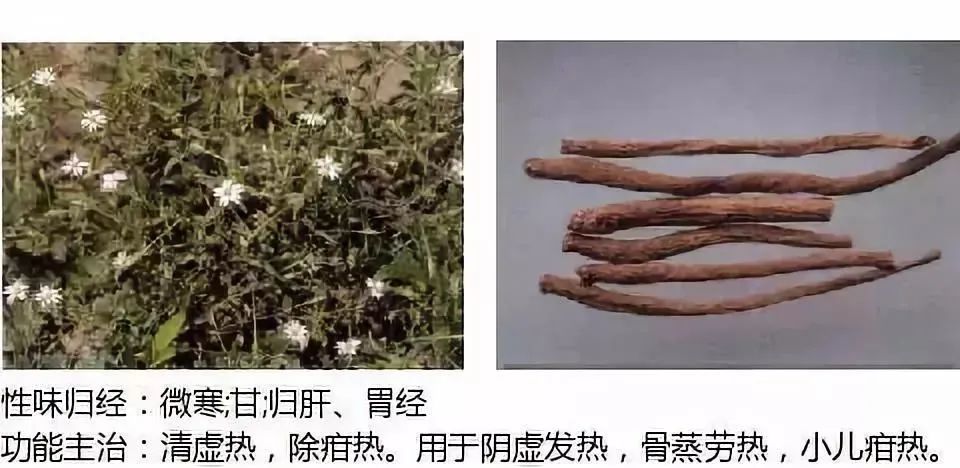 500多种中草药图（附主治功效）