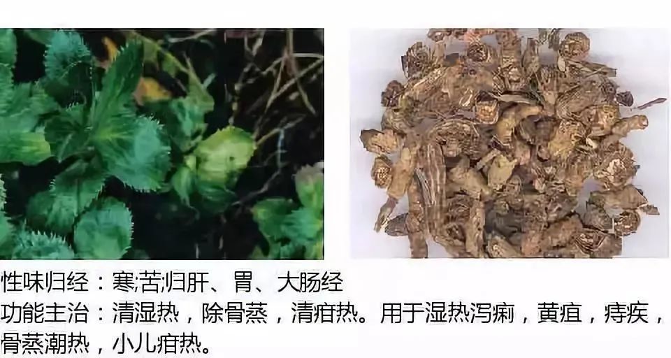 500多种中草药图（附主治功效）
