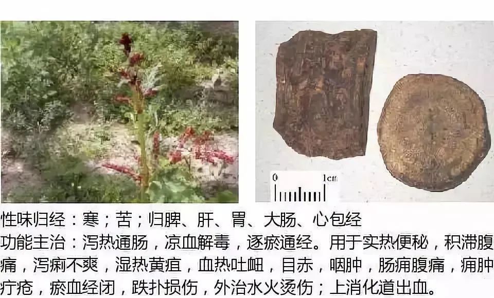 500多种中草药图（附主治功效）