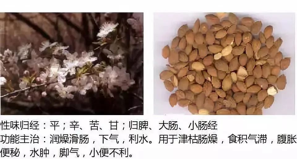 500多种中草药图（附主治功效）