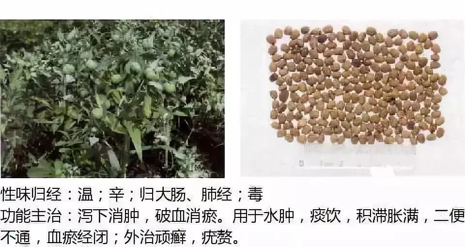 500多种中草药图（附主治功效）