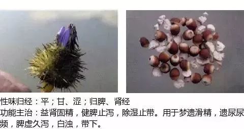 500多种中草药图（附主治功效）