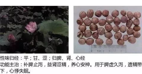 500多种中草药图（附主治功效）