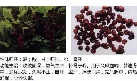 500多种中草药图（附主治功效）