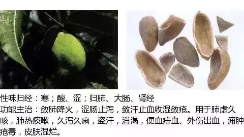 500多种中草药图（附主治功效）