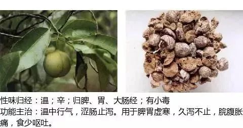 500多种中草药图（附主治功效）