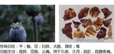500多种中草药图（附主治功效）